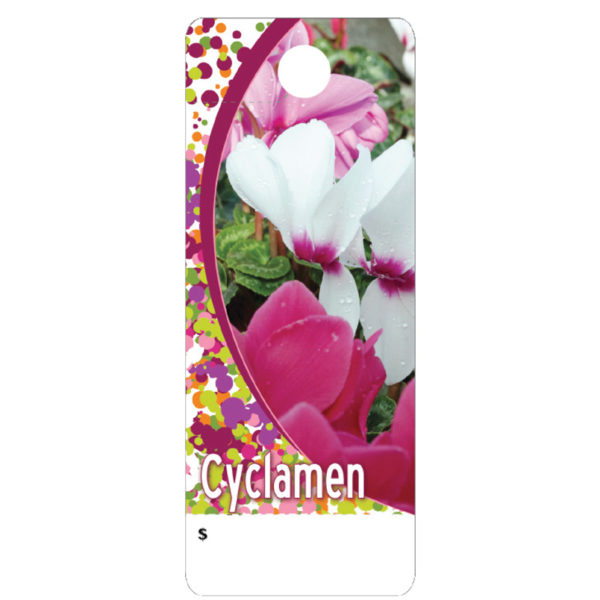 Cyclamen   CT0008