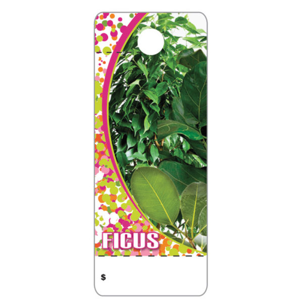 Ficus   CT0013