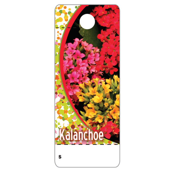 Kalanchoe   CT0022