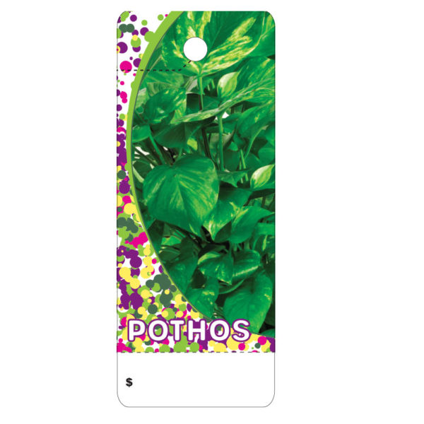 Pothos      CT0026