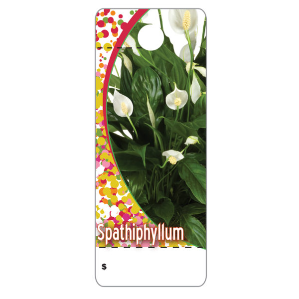 Spathiphyllum   CT0030